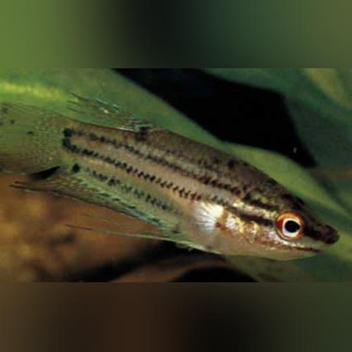 Gourami Sparkling