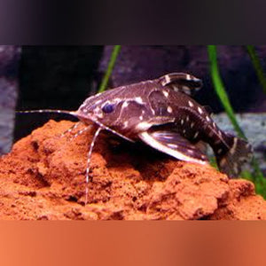 Catfish Rapheal Spotted