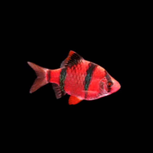 GloFish Barb Red