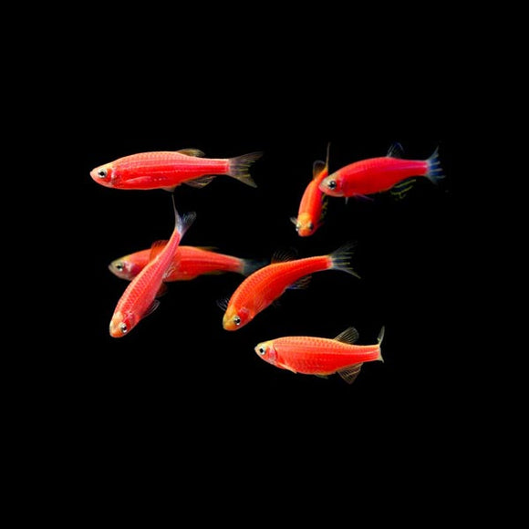 GloFish Danio Red