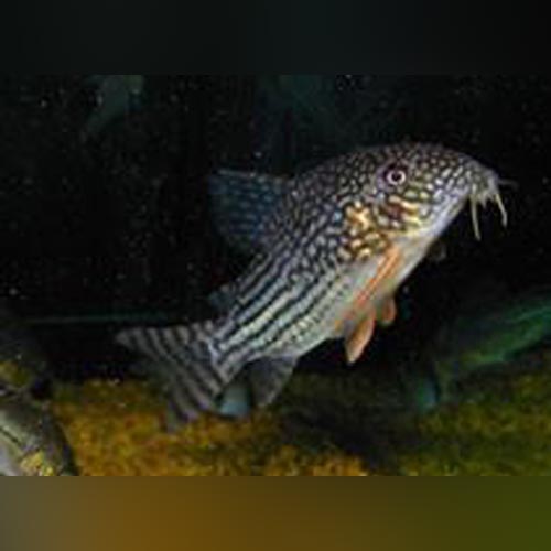Cory Sterbai