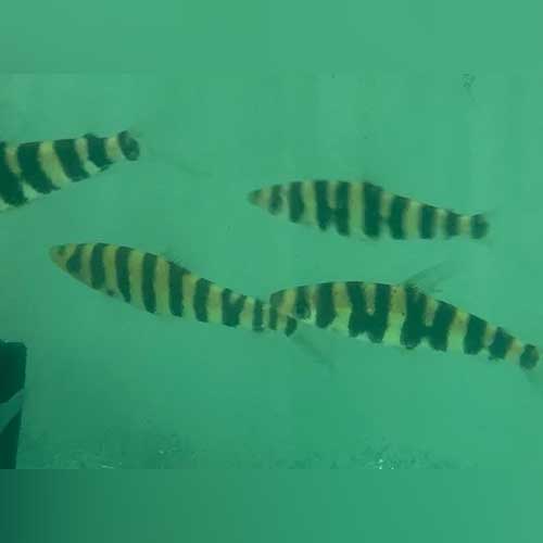 Leporinus Striped