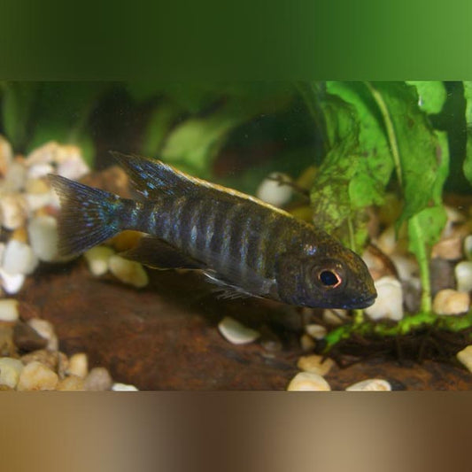 Cichlid Sulfur Head Peacock