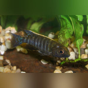 Cichlid Sulfur Head Peacock