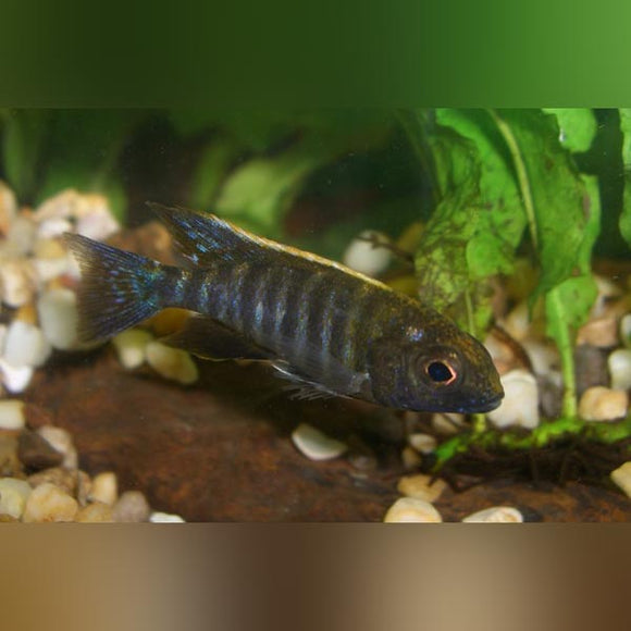 Cichlid Sulfur Head Peacock
