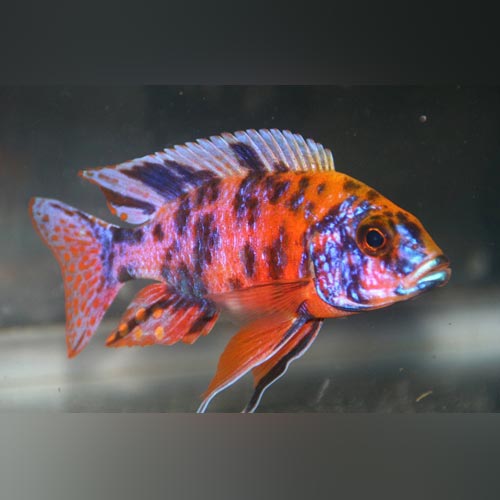 Cichlid Peacock Kaliedoscope