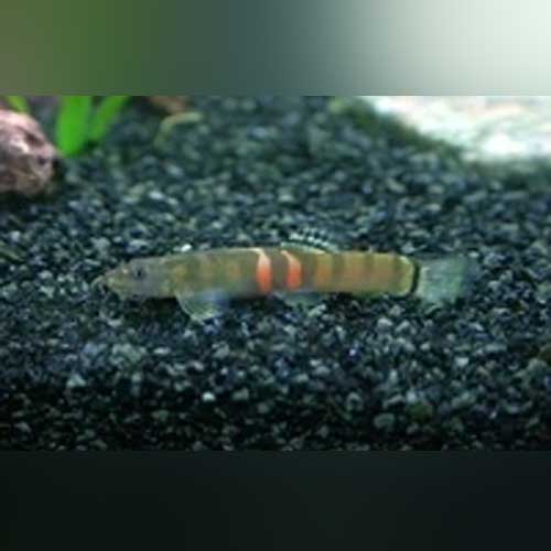 Loach Sumo