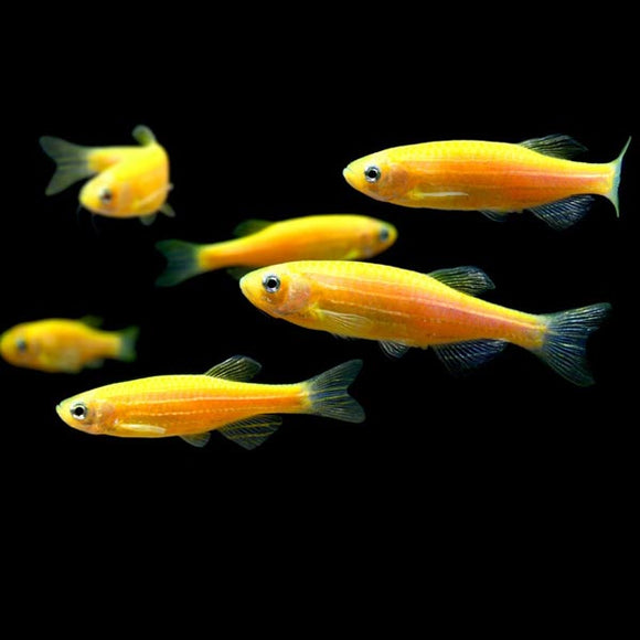 GloFish Danio Orange