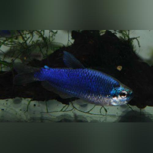 Tetra Emperor Blue