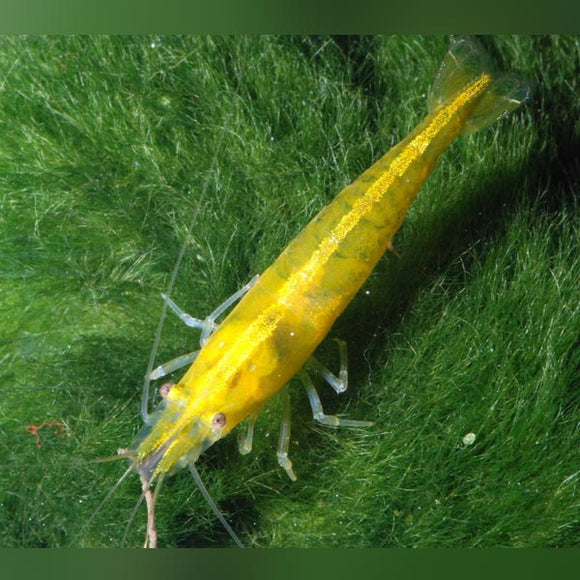 Shrimp Super Yellow