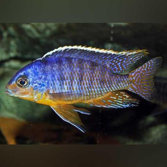 Cichlid Taiwan Reef