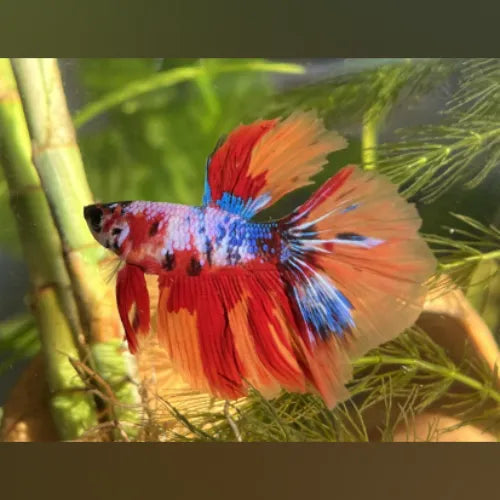Betta Tangerine Halfmoon Koi