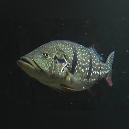 Cichlid Peacock Bass Temensis