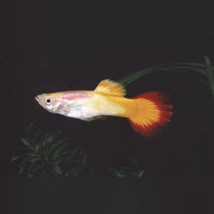 Guppy Tequila Sunrise - Pair