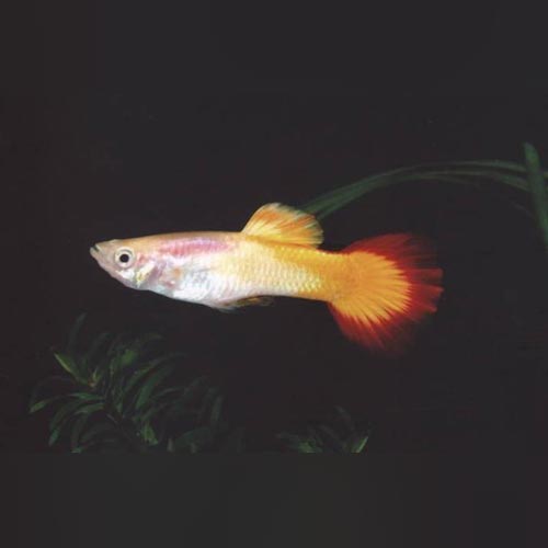 Guppy Tequila Sunrise - Pair