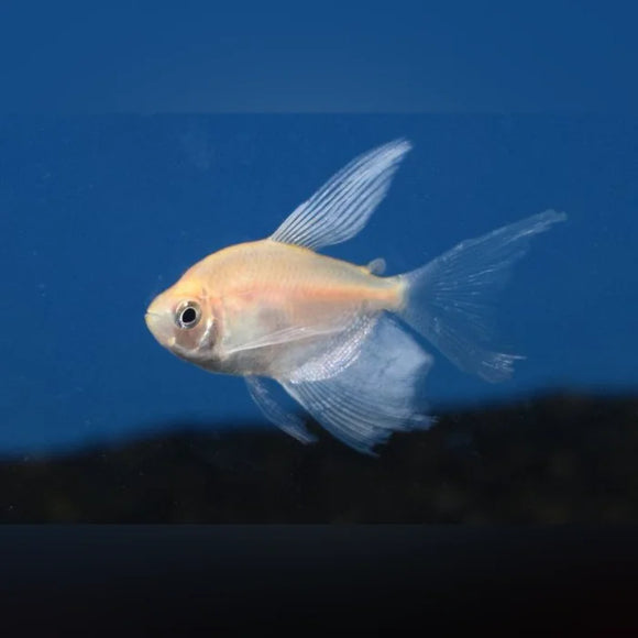 Tetra White Skirt Long Fin