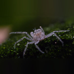 Crab Thai Micro Spider