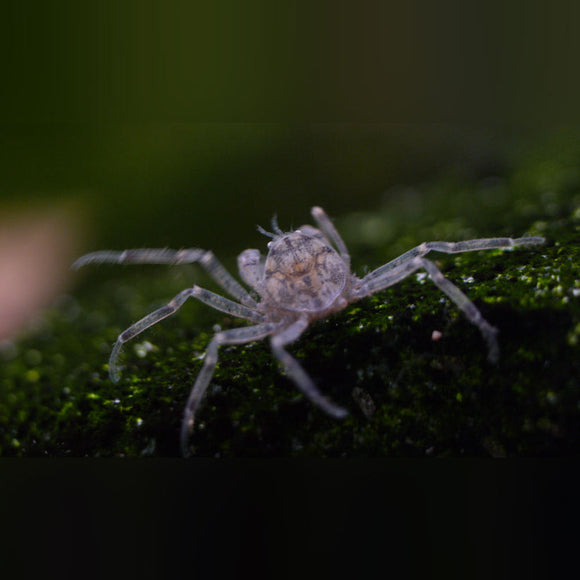 Crab Thai Micro Spider