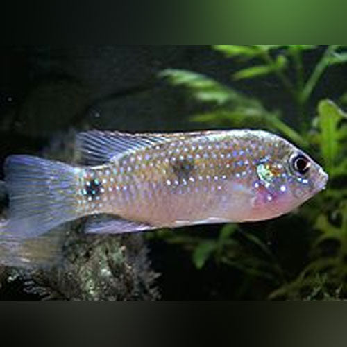 Cichlid Dwarf Thomasi