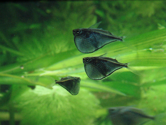 Hatchetfish Giant