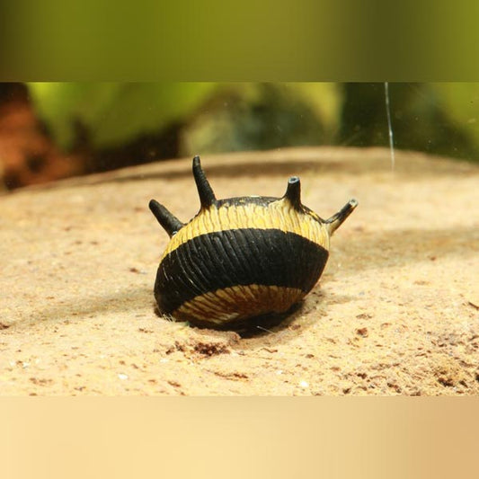 Snail Thorny Sunshine
