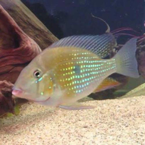 Cichlid Threadfin Geophagus