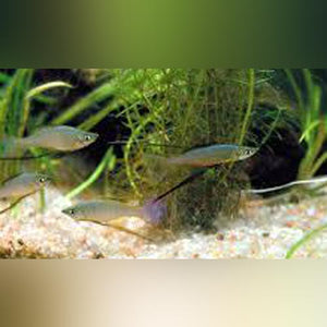 Rainbowfish Threadfin