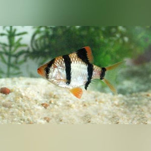 Barb Tiger
