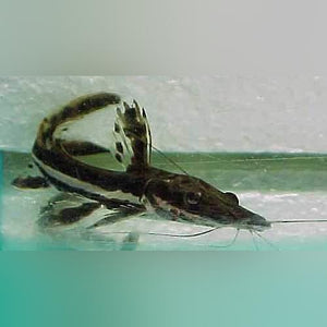 Catfish Tiger Shovelnose
