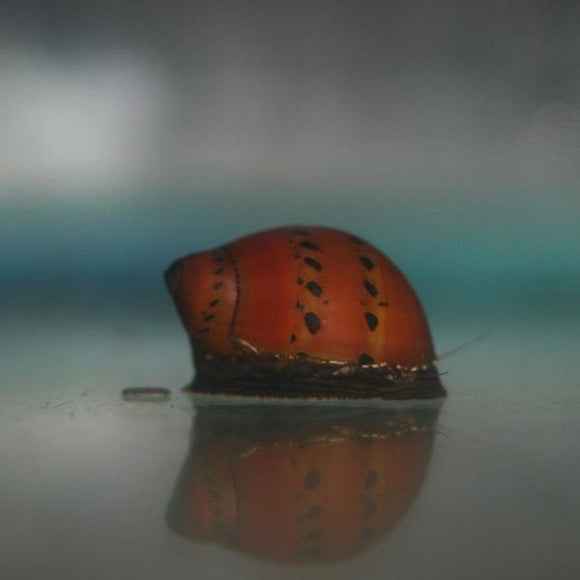 Snail Tiger Nerite