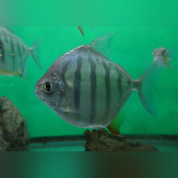 Silver Dollar Tiger Striped