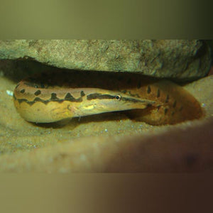 Eel Tire Track