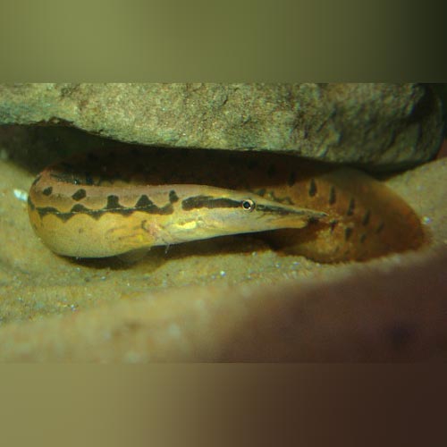 Eel Tire Track