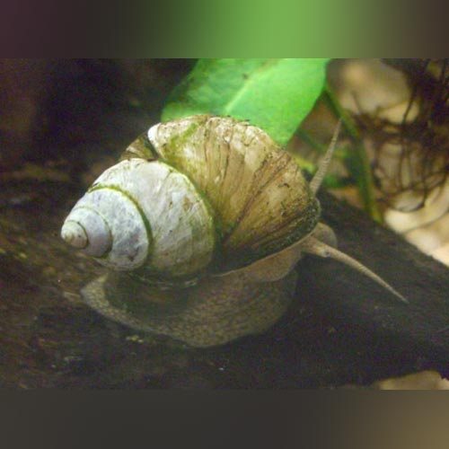 Snail Japanese Trapdoor