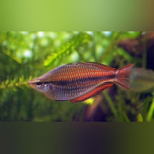 Rainbowfish Trifasciatus