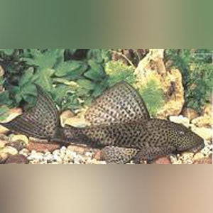 Pleco Trinidad
