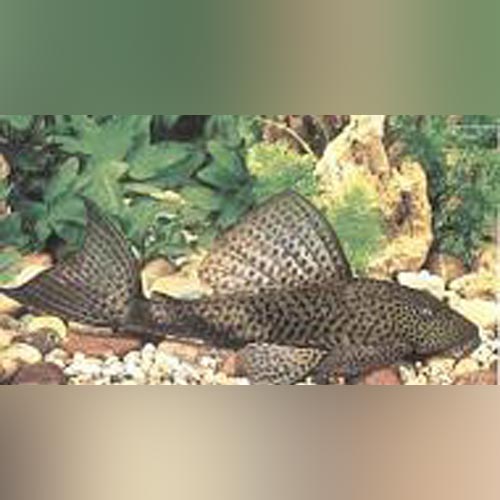 Pleco Trinidad