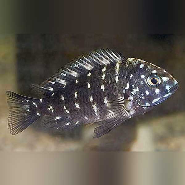 Cichlid Tropheus Duboise