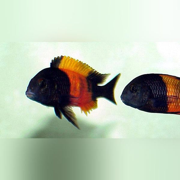 Cichlid Troph. Moorii: Red Bnd