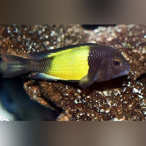 Cichlid Troph. Moorii Yell Bnd