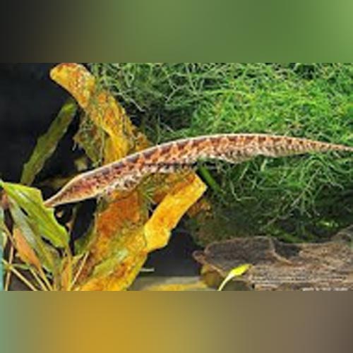 Knifefish Ossa Tiger