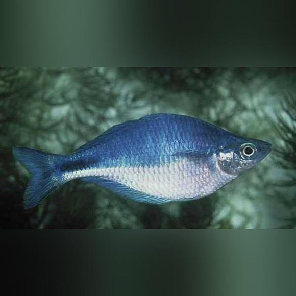 Rainbowfish Turquoise