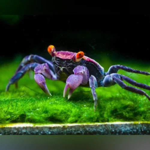 Crab Vampire