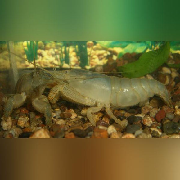 Shrimp African Vampire