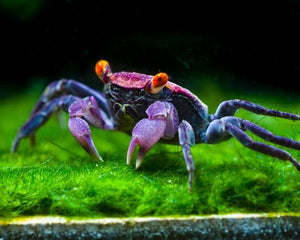 Crab Vampire