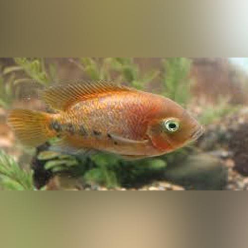 Cichlid Vieja Synspilum