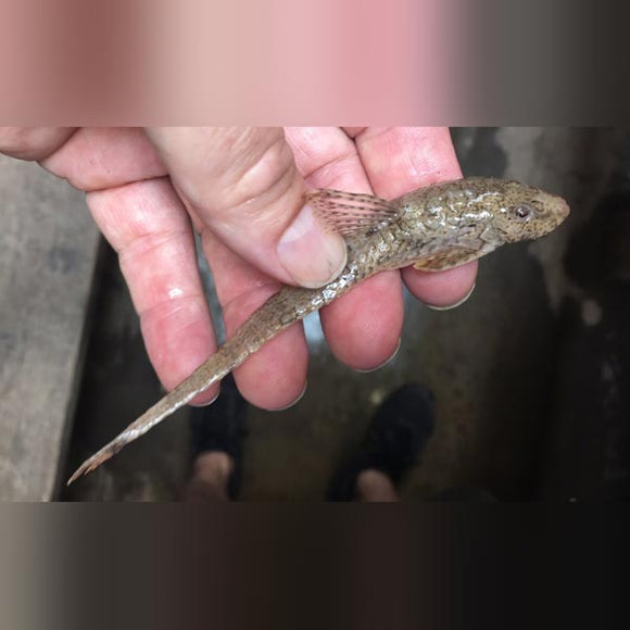 Catfish Whiptail Tiger