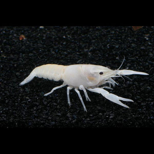 Lobster White Blizzard