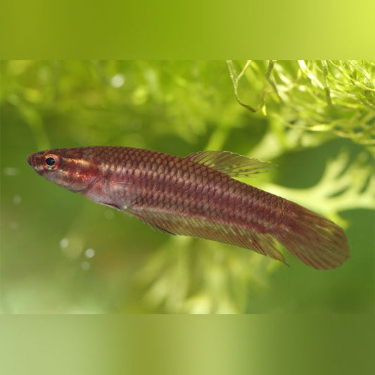 Betta Coccina Wild