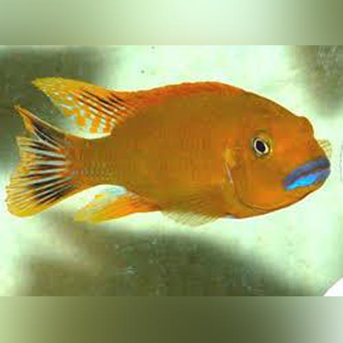 Cichlid Williamsi Blue Lips